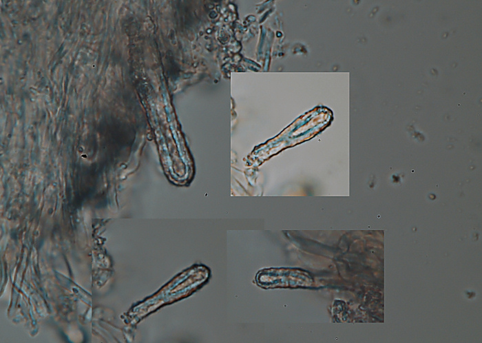 Questa  difficile... (Steccherinum sp.)